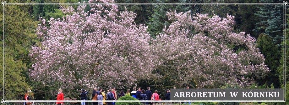 Arboretum w Kórniku