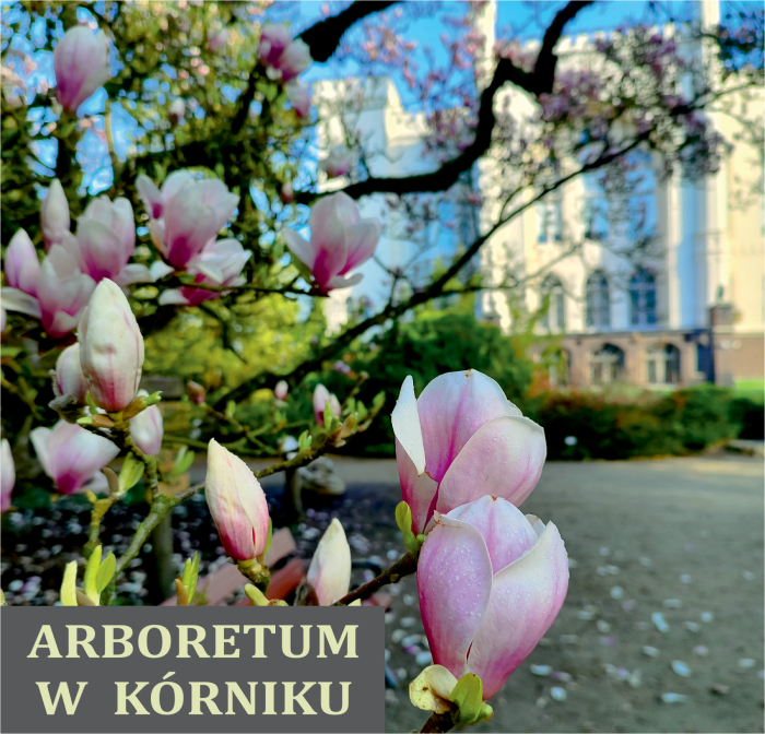Arboretum w Kórniku