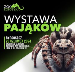 Wystawa Pająków Bydgoszcz