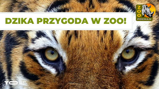 ZOO w Poznaniu zaprasza na dziką przygodę! Bilety kupisz online!